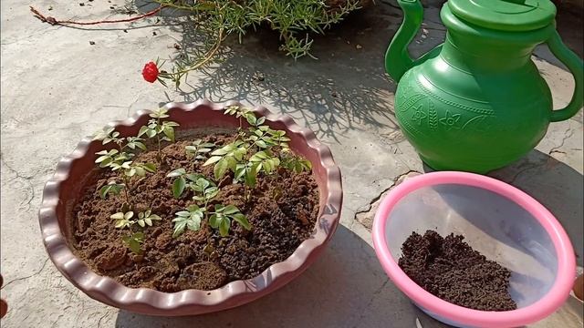 How To Grow Curry Leaf Plant From Seeds For Free смотреть онлайн