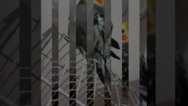 Gente esse é o meu Calupisita q chama Tel 😘😘😘 смотреть онлайн