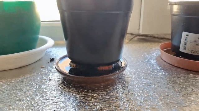 ЦИТРУСЫ В ДОМЕ / ПРИВИВКИ ЛИМОНА, АПЕЛЬСИНА, МАНДАРИНА. смотреть онлайн