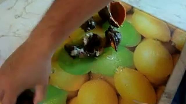 быстрая чистка рапана смотреть онлайн