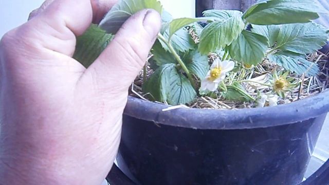 Цветение клубники в марте на соломе смотреть онлайн