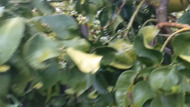 Наш цитрусовый сад, сезон 2022 года. Our citrus orchard in 2022 смотреть онлайн