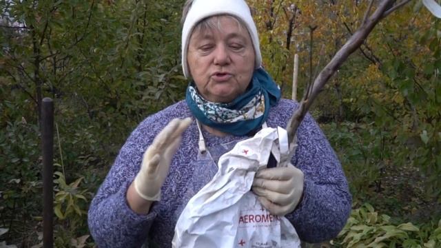 Как сохранить саженцы до весны Делаем прикоп смотреть онлайн