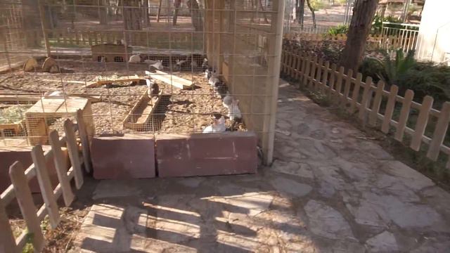 хайваннар бакчасында / Анталия - зоопарк / видео для детей / Биби татарча смотреть онлайн