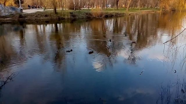 Утки плавают в реке смотреть онлайн