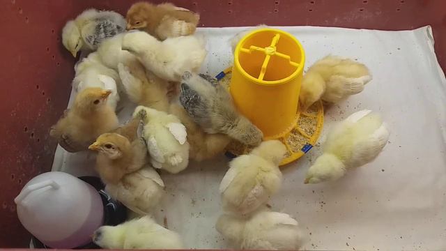 цыплятам 10 дней🐥❤🐥❤🐥 смотреть онлайн