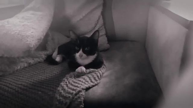 Рассказ о фильме коты и люди воюют против людей