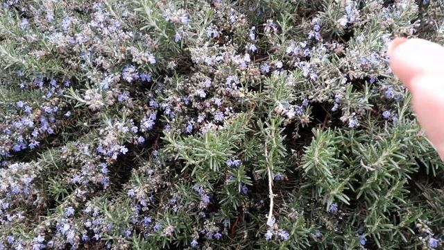 Незабудка? Нет! РОЗМАРИН! красота#природа#лекарственные_растения#цветы смотреть онлайн