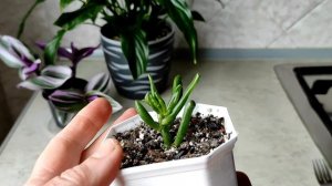 Крассула "Голум" | Укоренение черенком.