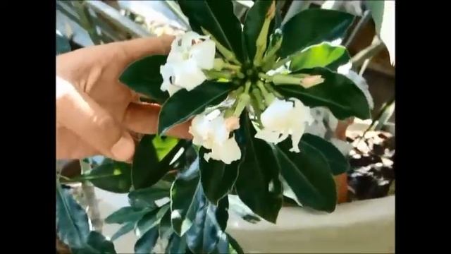 Pachypodium Saundersii  ' Pachypodium '
