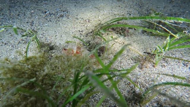 10 барабулька в траве смотреть онлайн