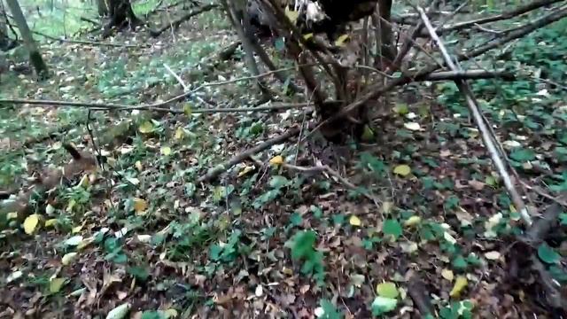 Супер - Опята! Популярные съедобные грибы. Как распознать. смотреть онлайн