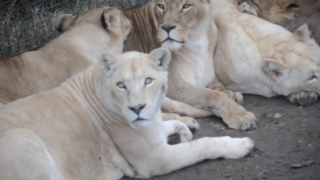 Картина маслом ! смотреть онлайн