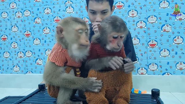 Monkey Cute | Sam & Asher love American grapes | The two Monkeys remember Grandpa again смотреть онлайн