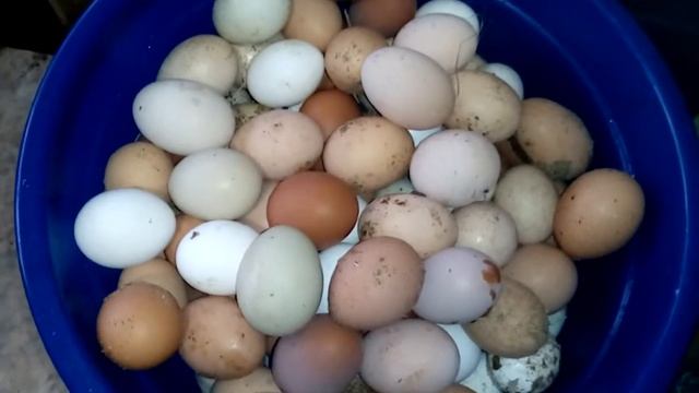 СБОР куриного яйца в Кубеинке( 01.02.2019год) смотреть онлайн