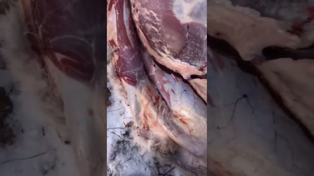 Финноз в мясе дичи смотреть онлайн