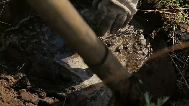 Посадка саженцев в Родовом весна 2018 смотреть онлайн