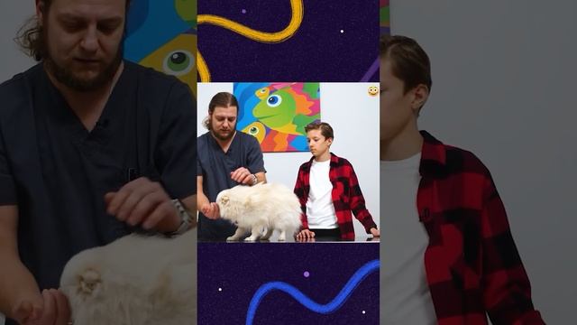 Проверяем зрение у собаки смотреть онлайн