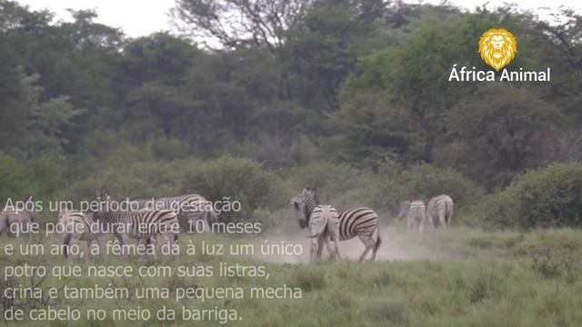 A REPRODUÇÃO DE ZEBRAS - ÁFRICA ANIMAL смотреть онлайн