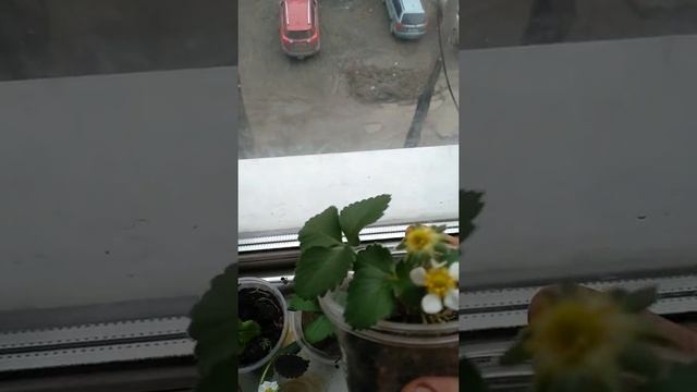 Клубника на подоконнике цветёт смотреть онлайн