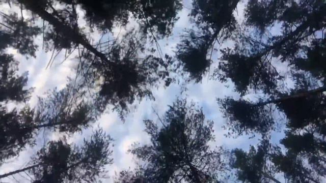 Восход на даче в лесу
