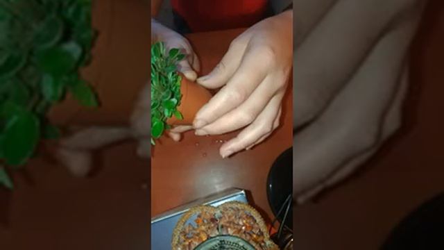 Фиалки мини трейлер Brazos Belle смотреть онлайн