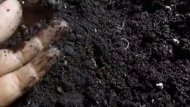 Разведение Дендробены из коконов. Прошло 3 недели . смотреть онлайн