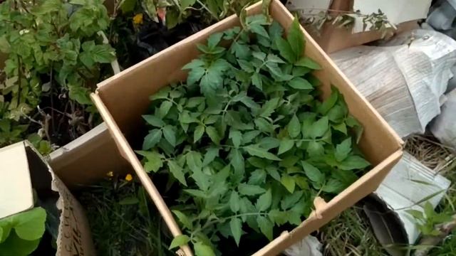 открытие дачного сезона 2018 года, подготовка к сезону смотреть онлайн