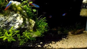 Аквариум 15 литров