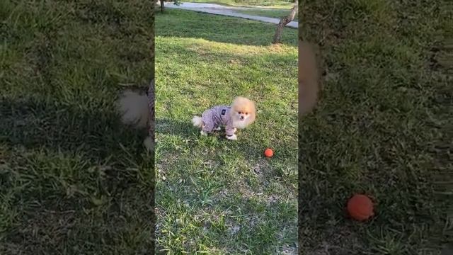 Дождевик для шпица - одежда для собак Crystaldog смотреть онлайн