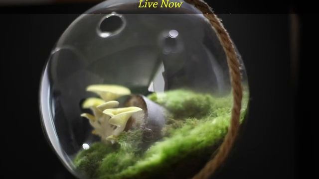 Live streaming of kinocorium[Mushroom Terrarium] this morning [20211112] смотреть онлайн