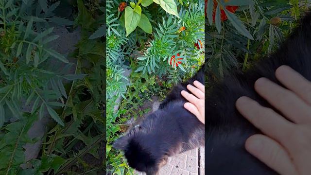 Гортензия😍, а слово Бога вечно пребывает!#цветы #богговорит #бог #земля #словобога #осень #моменты