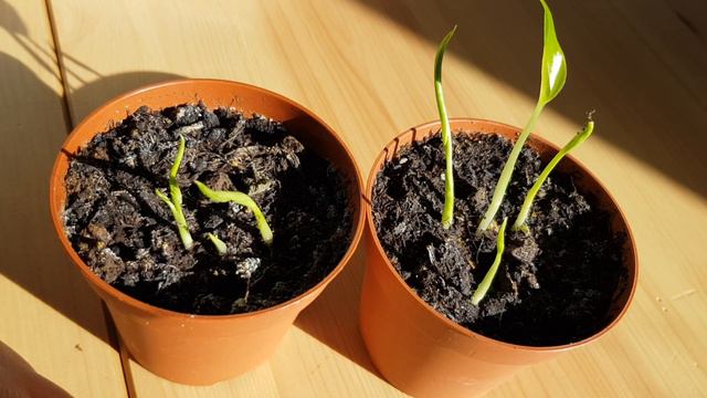 Growing Monstera Deliciosa From Seed - PART 3 смотреть онлайн