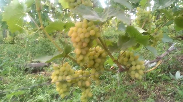 Что делать , если хотите винограда- садите этот сорт смотреть онлайн