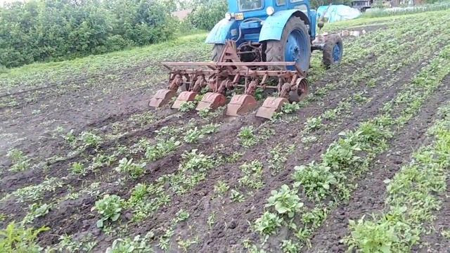 Фреза по междурядью картофеля смотреть онлайн