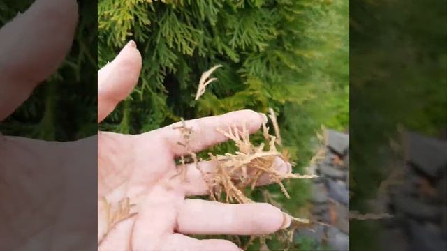 Весенняя чистка туи на примере туи Смарагд. :) #туя #туясмарагд #сад #хвойные #туи #весенниеработы смотреть онлайн