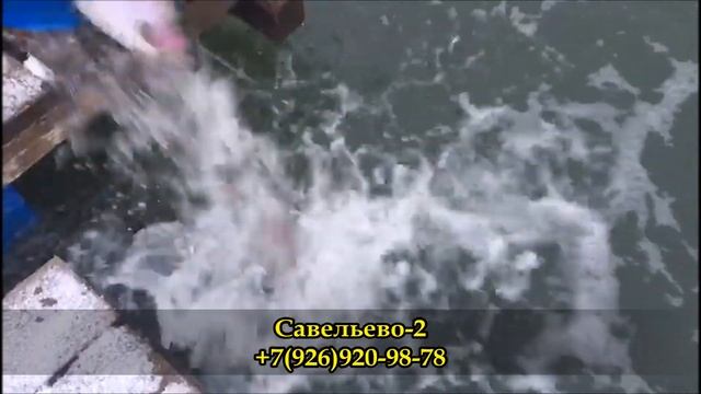 Ловля форели. Савельево-2. Рыбалка. смотреть онлайн