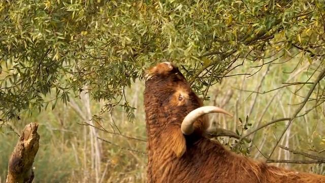 К чему снится КОРОВА или видеть во сне КОРОВУ | Толкование снов | Сонник Sk1.online смотреть онлайн