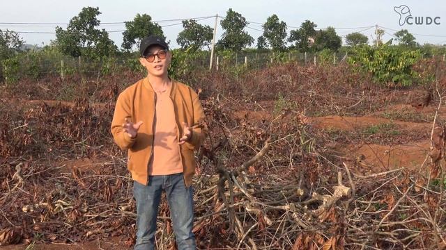 How are Coffee Wood Chew sourced? And Is “coffee wood” Java wood ? | 커피 우드 츄 는 어떻게 공급됩니까? смотреть онлайн