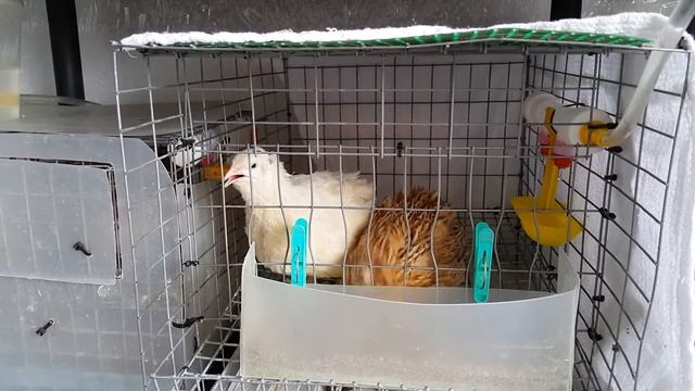 Перепела в квартире: Беляш, Лис и Капитан Флинт - любовь техасски, маньчжурца и фараона. Скрещивани смотреть онлайн