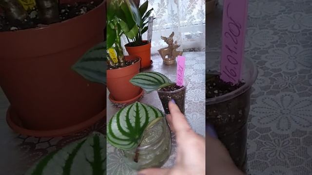 ?Укоренение пеперомии арбузной. ?Мой опыт смотреть онлайн