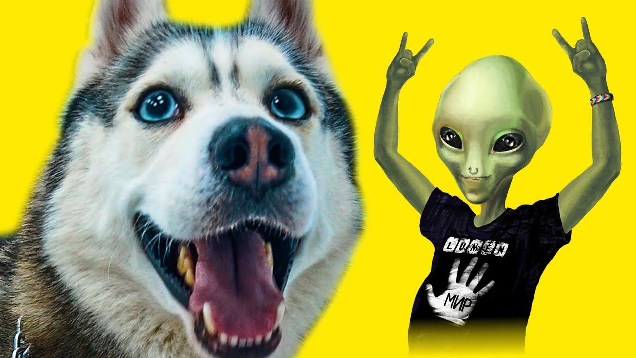 ШТУРМ ЗОНЫ 51!! (Хаски Бандит) Говорящая собака смотреть онлайн