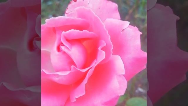 Розы счастья и их магия Алого цвета (полуостров Крым) Beautiful Rose and its beauty (Crimea 2021) смотреть онлайн