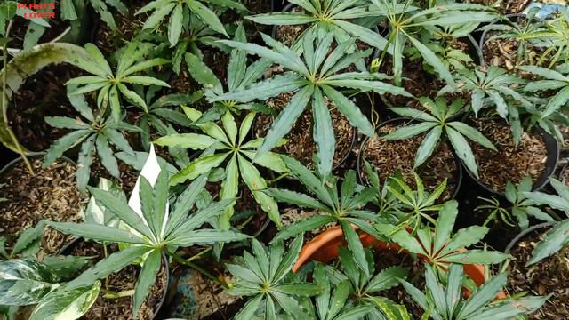 Unique Anthurium Polyschistum Tweed - Creeping Anthurium - Ornamental Plants