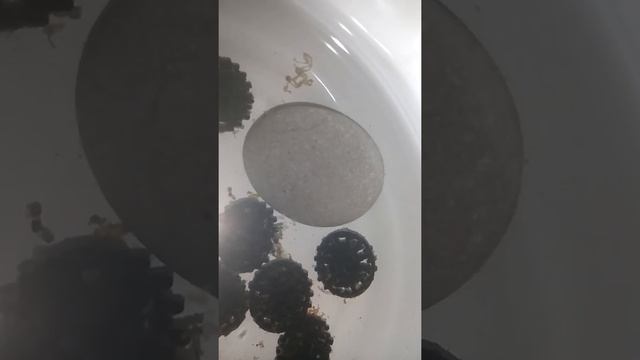 Микрочервь в аквариуме и малёк данио смотреть онлайн
