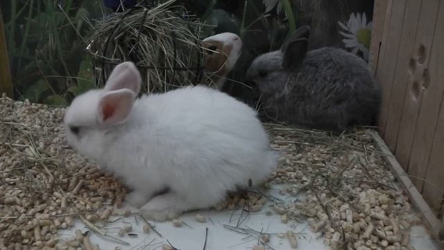 Декоративные кролики смотреть онлайн