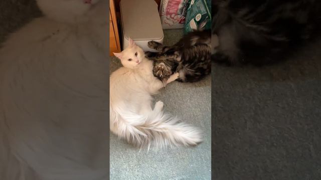 «Битва» мейн-кунов😉 смотреть онлайн