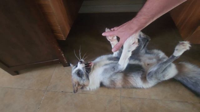 Git da Belly!!! смотреть онлайн