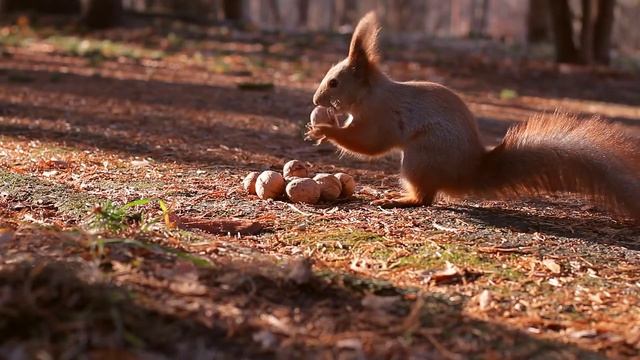 squirrel harvests nuts for winter r смотреть онлайн