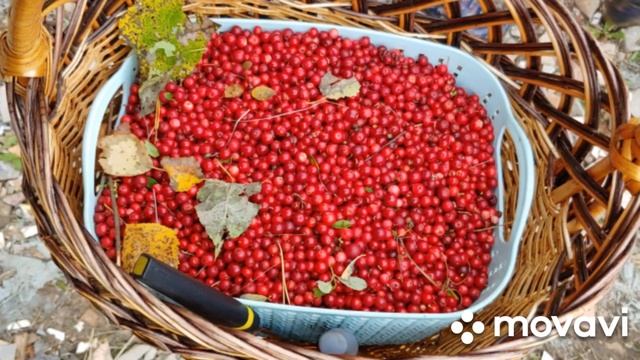 12.09.21 Брусничное Эльдорадо! В лес по бруснику. БРУСНИКА 2021. смотреть онлайн